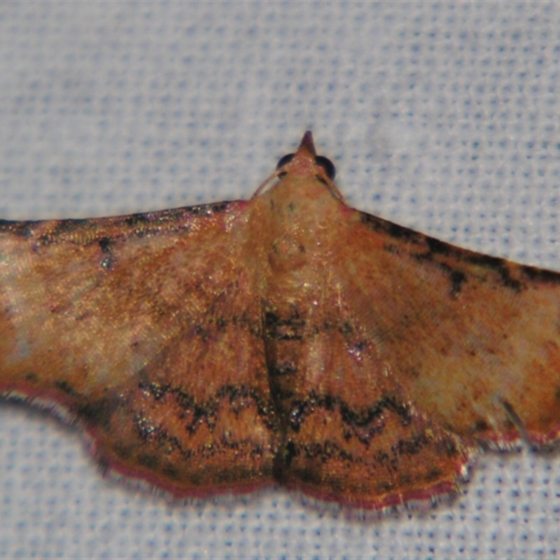 Corgatha dipyra