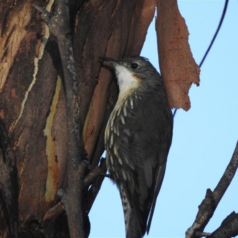 Female