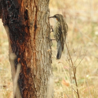 Cormobates leucophaea