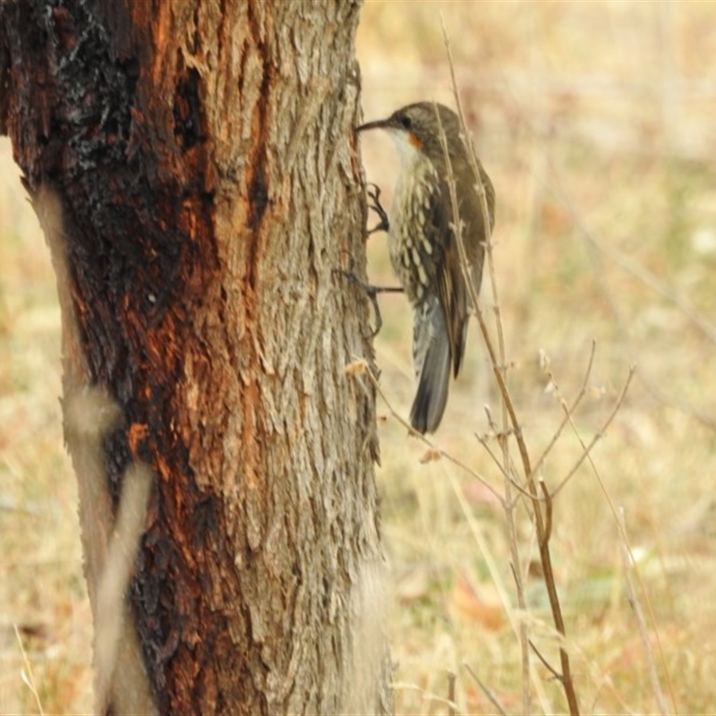 Cormobates leucophaea