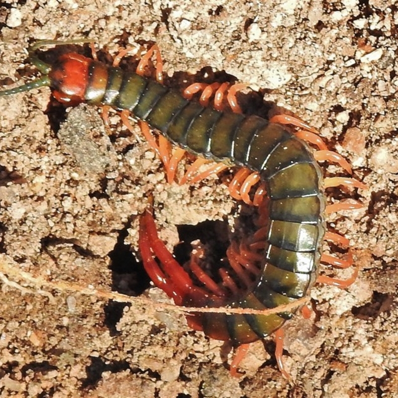 Cormocephalus aurantiipes