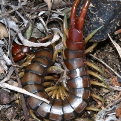 Cormocephalus aurantiipes