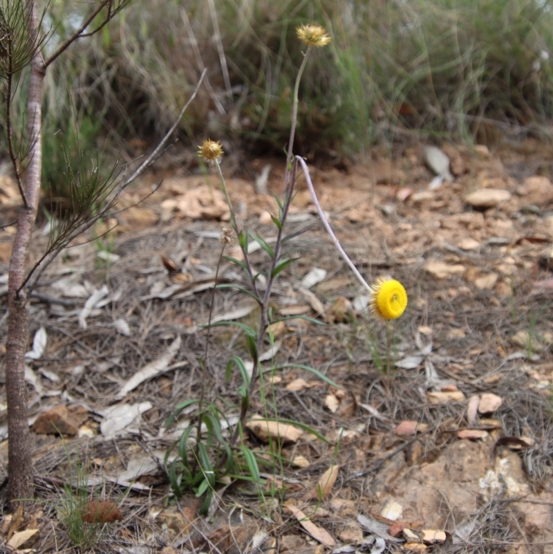 Coronidium oxylepis