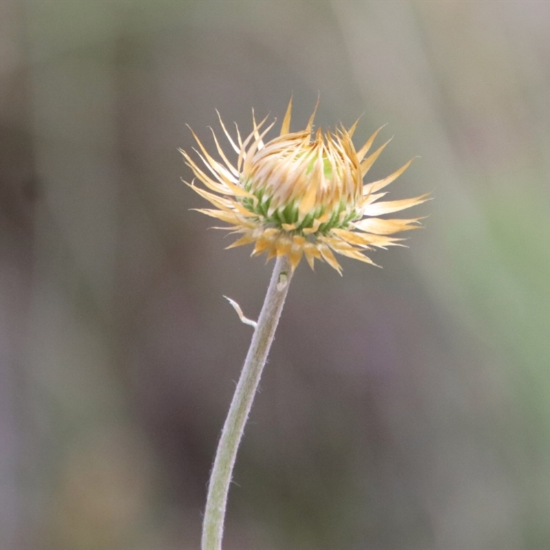 Coronidium oxylepis