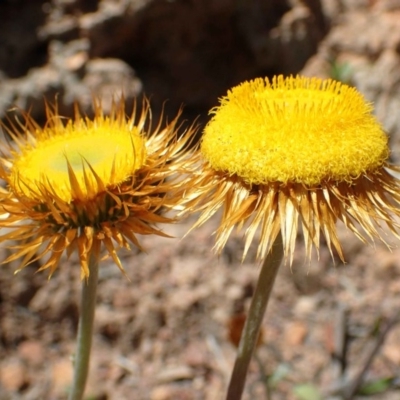 Coronidium oxylepis subsp. lanatum