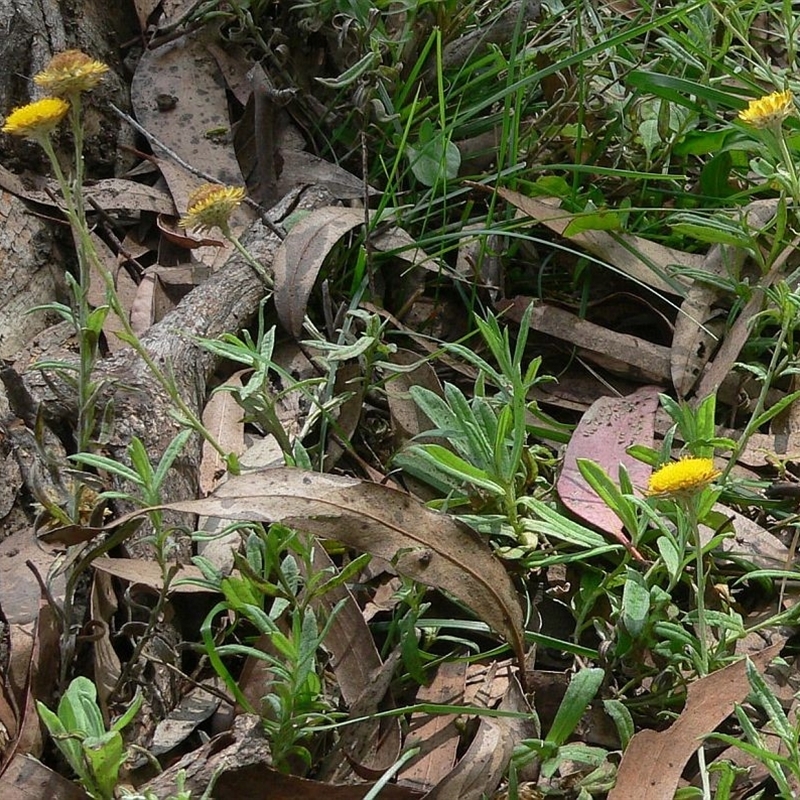 Coronidium sp.