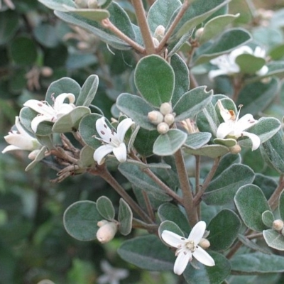 Correa alba var. alba