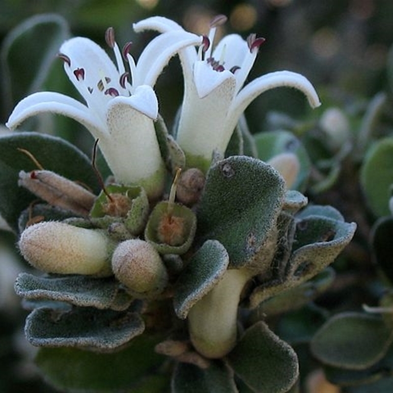 Correa alba var. alba