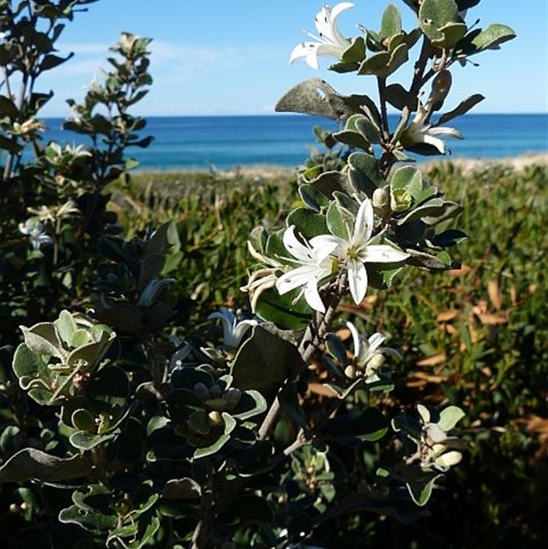 Correa alba var. alba