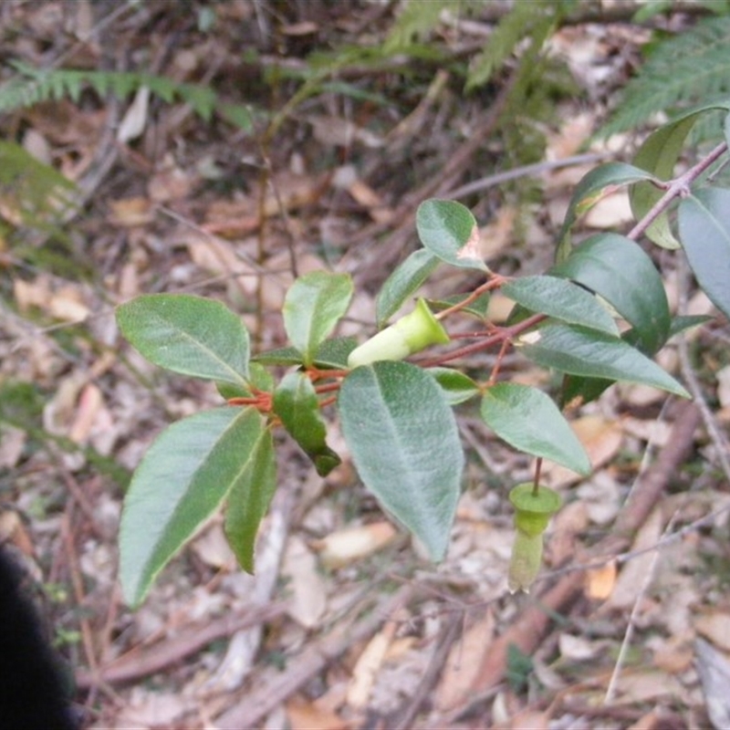 Correa baeuerlenii