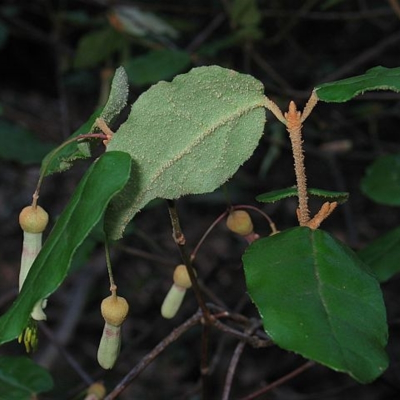 Correa lawrenceana var. cordifolia