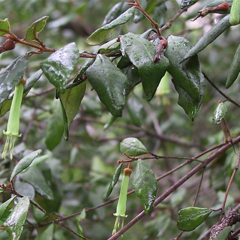 Correa lawrenceana var. latrobeana