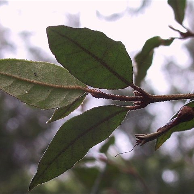 Correa lawrenceana var. latrobeana