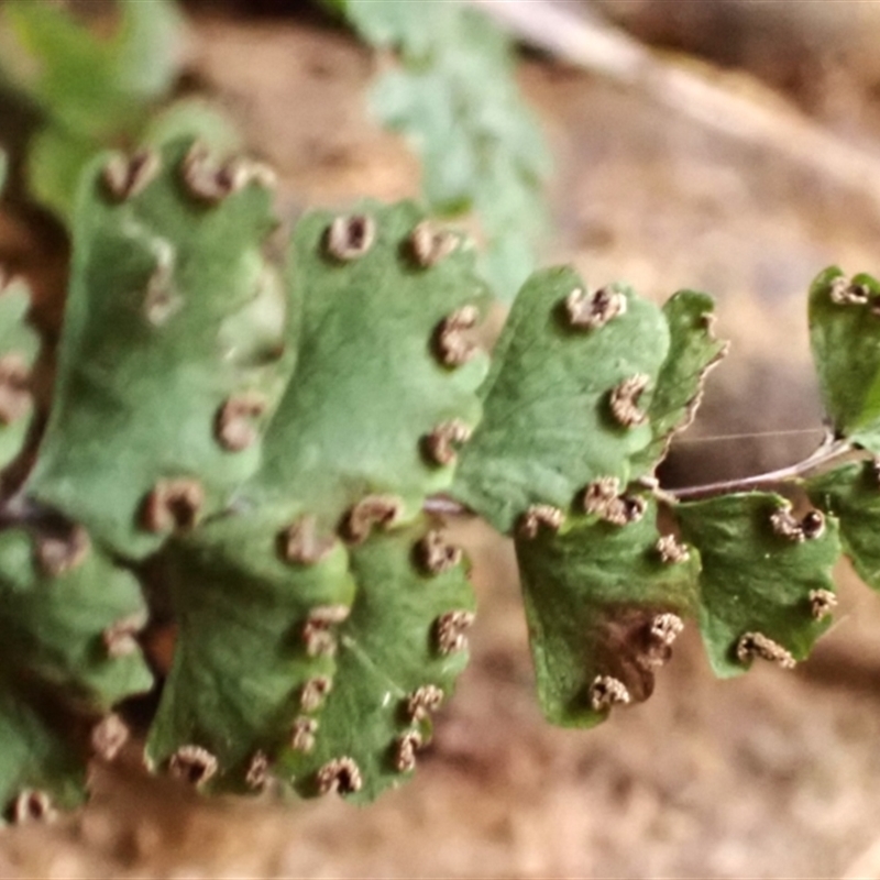 Adiantum diaphanum