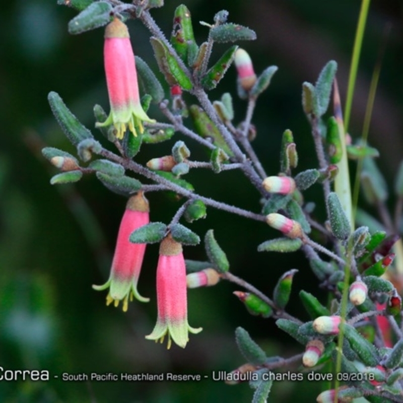 Correa reflexa var. speciosa