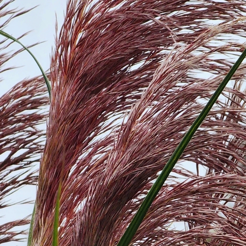 Cortaderia jubata