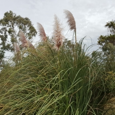 Cortaderia selloana