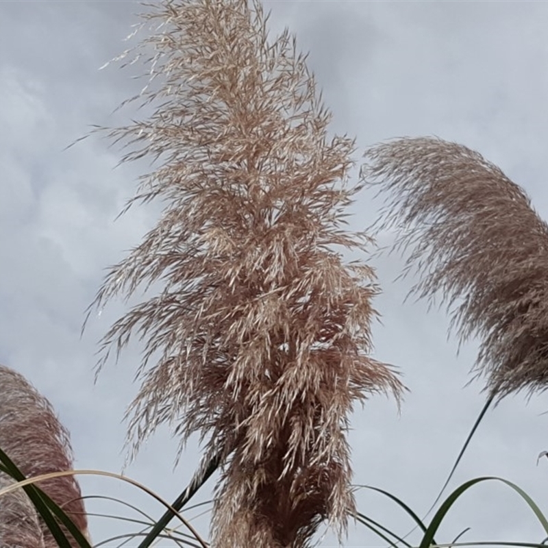 Cortaderia selloana