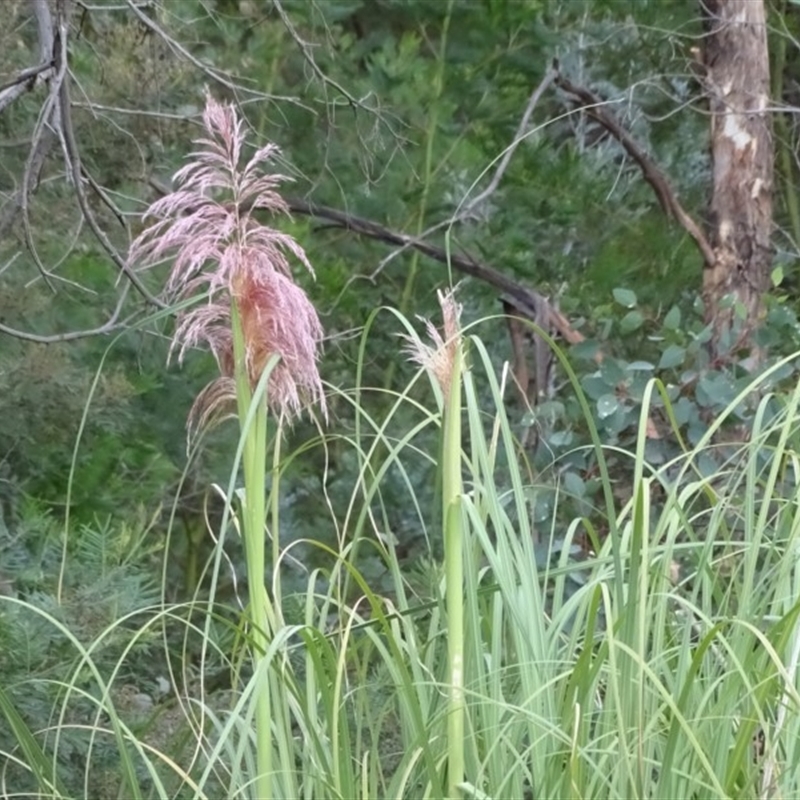 Cortaderia sp.