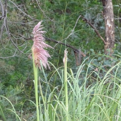 Cortaderia sp.