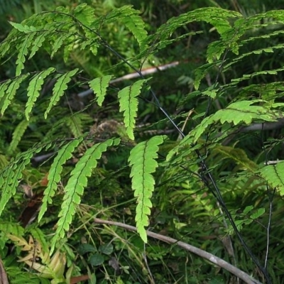 Adiantum formosum