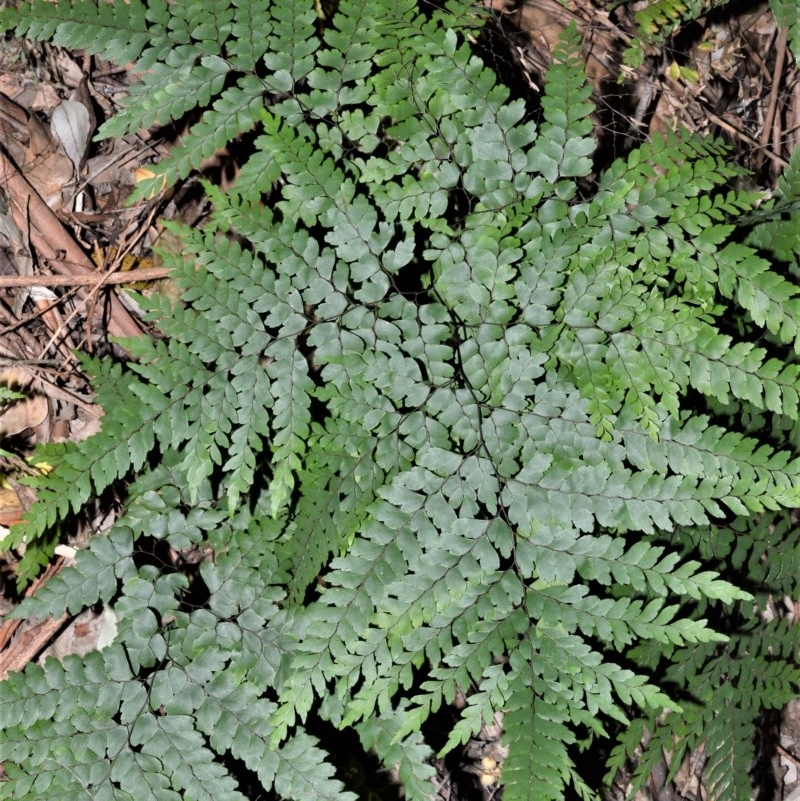 Adiantum formosum