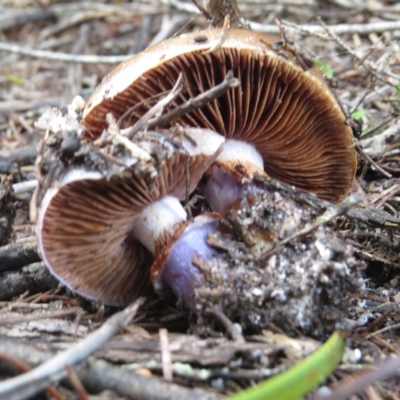 Cortinarius archeri