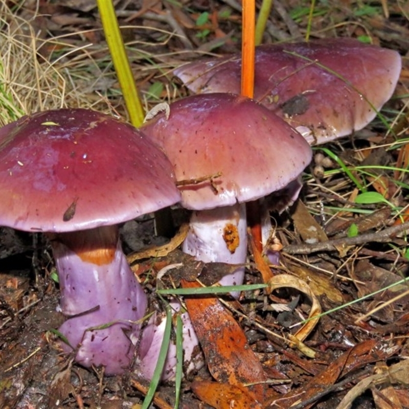 Cortinarius archeri s.l.