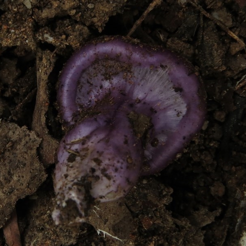 Cortinarius archeri s.l.