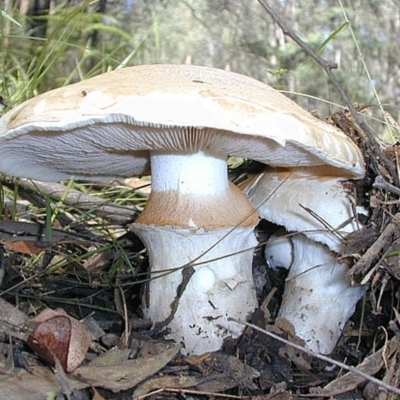 Austrocortinarius australiensis
