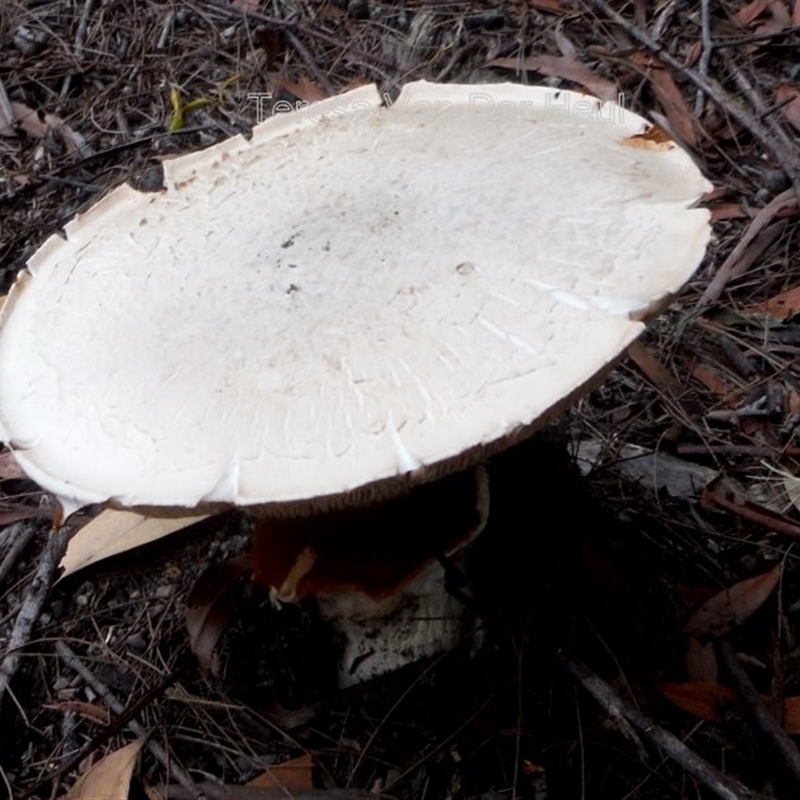 Austrocortinarius australiensis