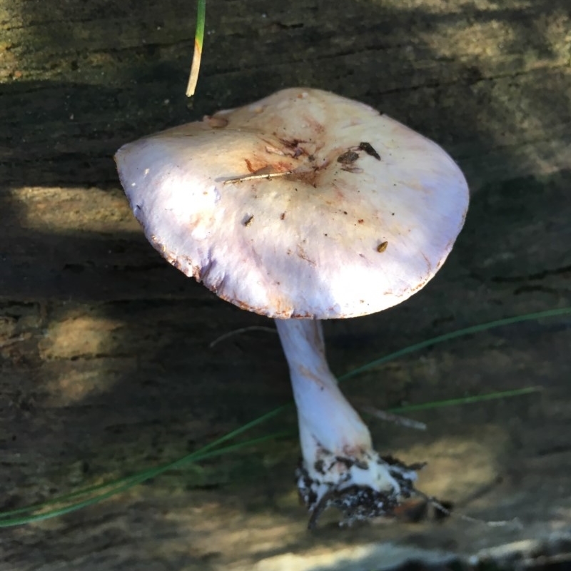 Cortinarius austroalbidus