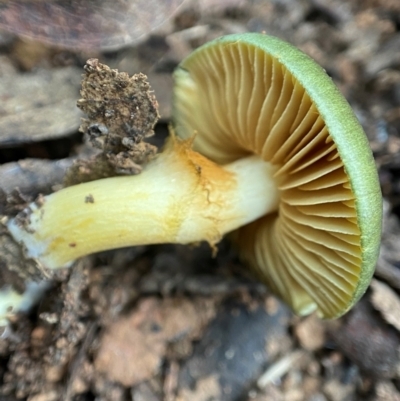 Cortinarius austrovenetus