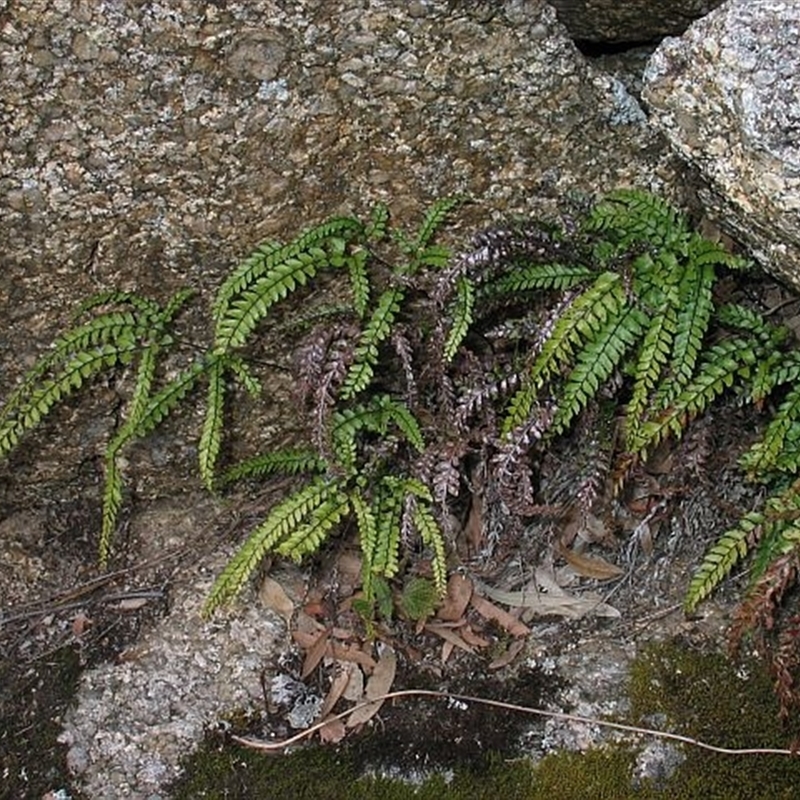 Adiantum hispidulum var. hispidulum