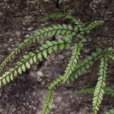 Adiantum hispidulum var. hispidulum