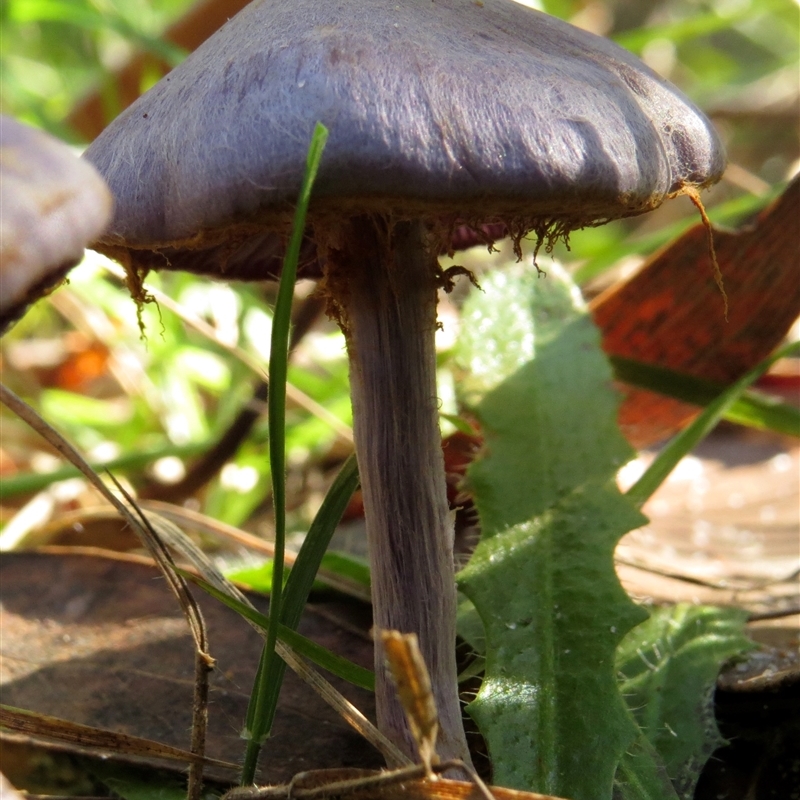 Cortinarius rotundisporus