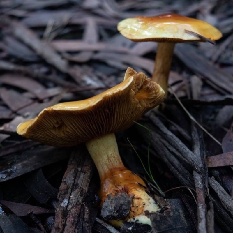 Cortinarius sinapicolor