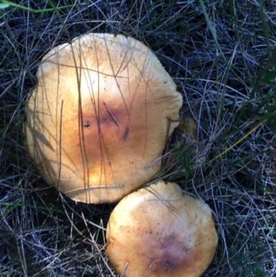 Cortinarius sp.