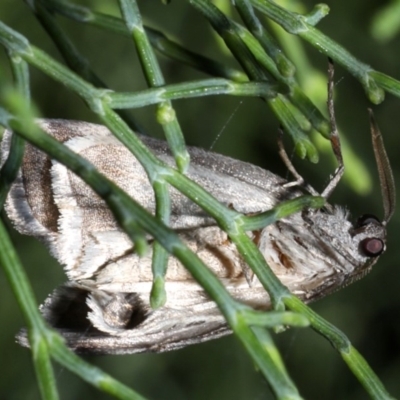 Corula geometroides