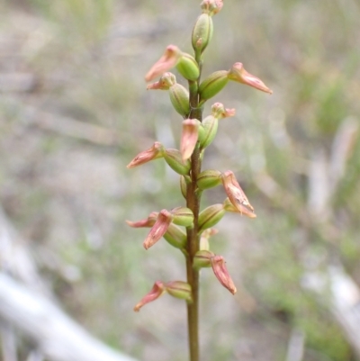 Corunastylis apostasioides