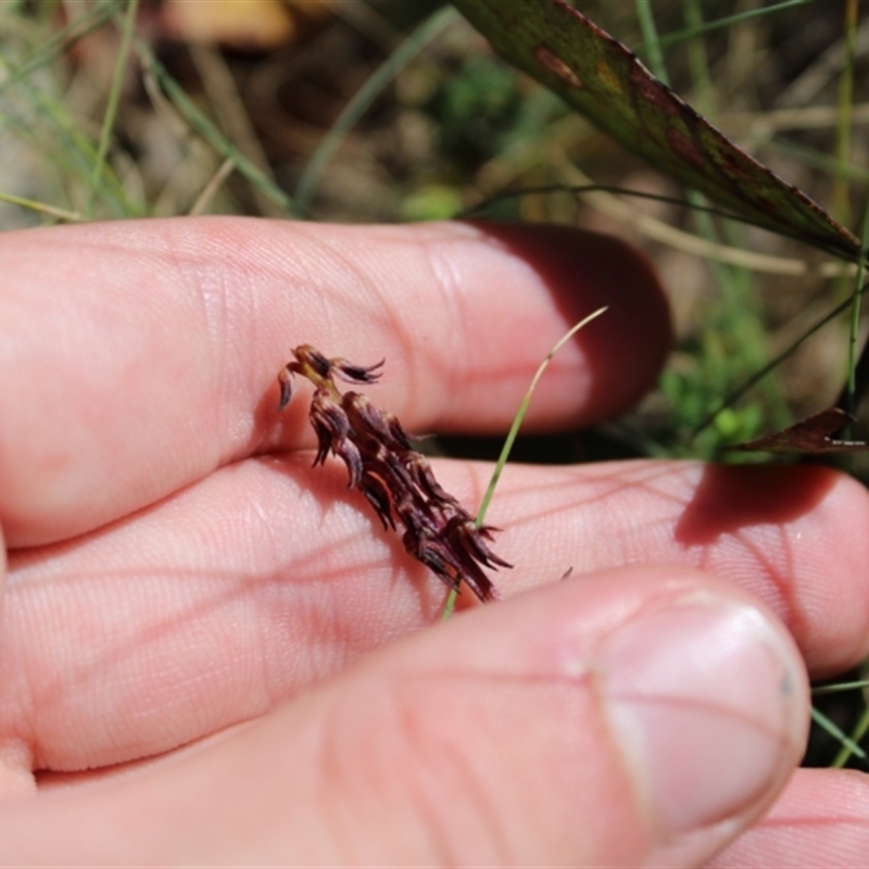 Corunastylis arrecta