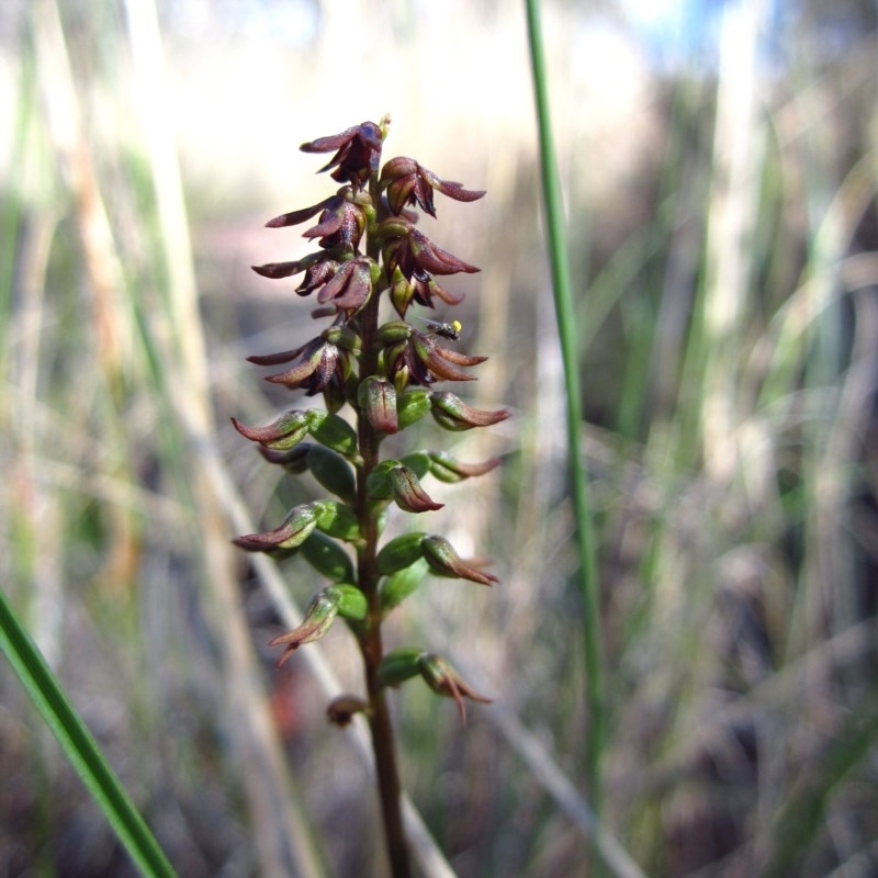 Corunastylis clivicola