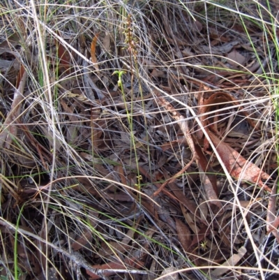 Corunastylis clivicola