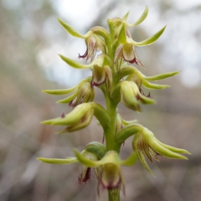 Corunastylis cornuta