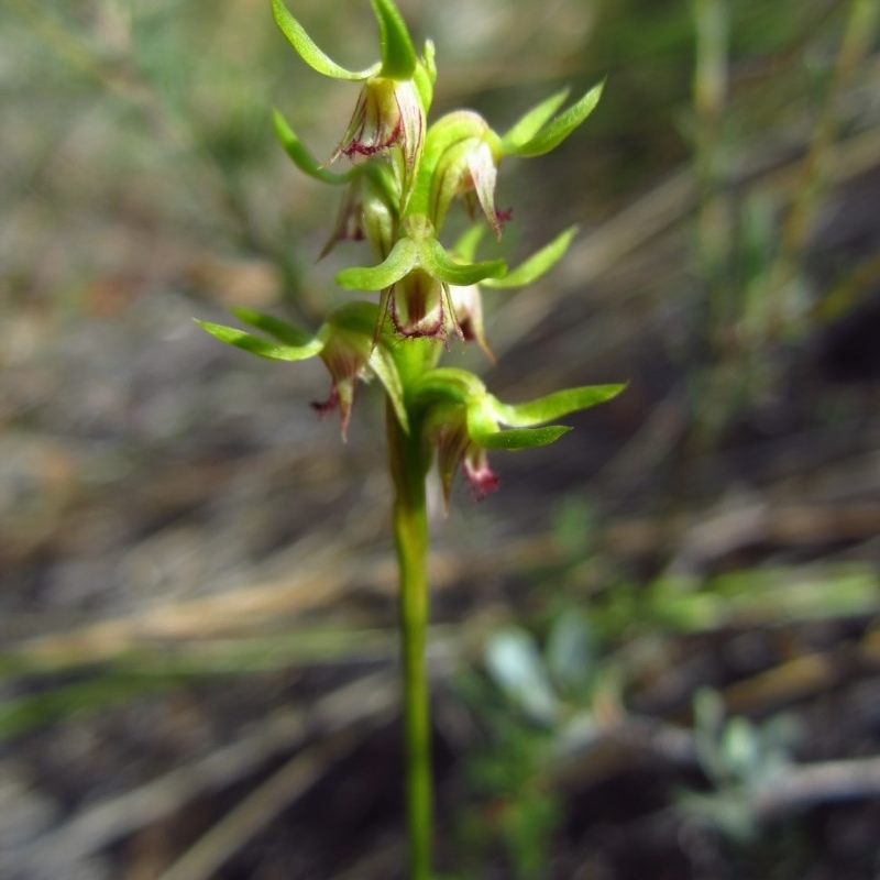 Corunastylis cornuta