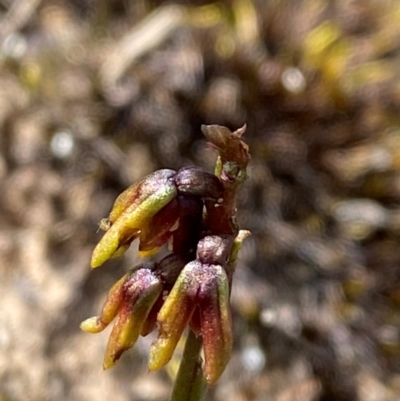 Corunastylis densa