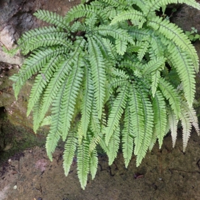 Adiantum hispidulum var. hispidulum