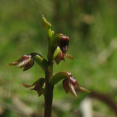 Genoplesium nudum