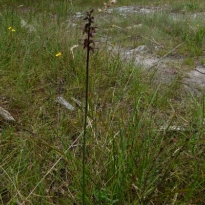 Corunastylis ostrina