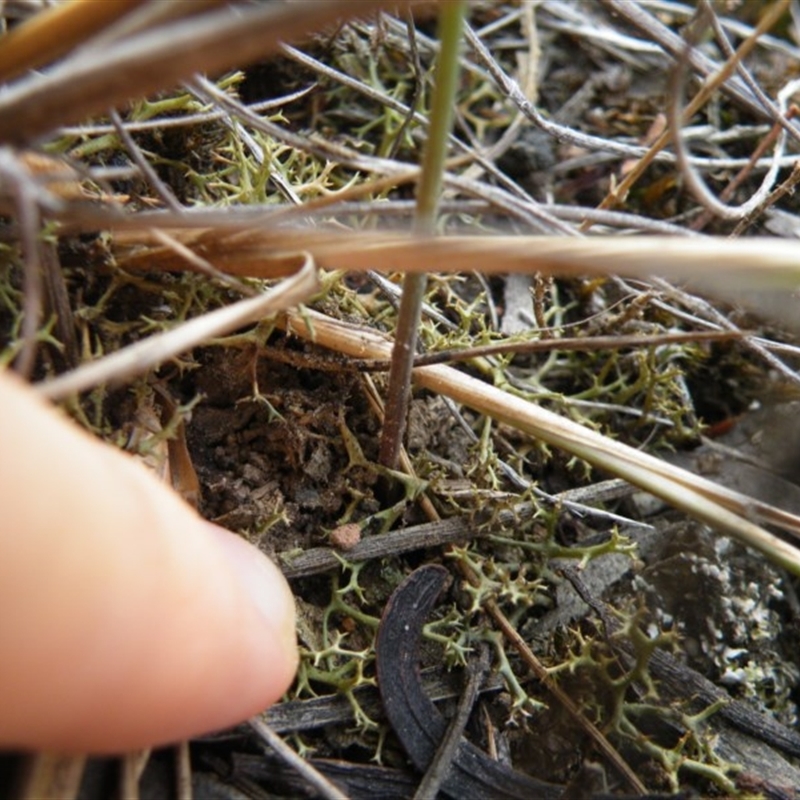 Corunastylis sp.